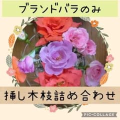 ブランドバラのみ】挿し穂(剪定枝)10本セット☆都内からメルカリ便