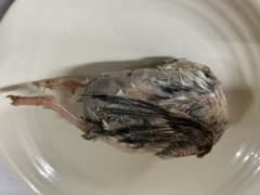 冷凍親ウズラ60羽爬虫類・猛禽類 大幅値下げ‼️冷凍親ウズラ60羽爬虫類・猛禽類 - メルカリ