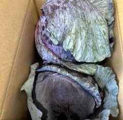 紫キャベツ　レッドキャベツ　　5kg以内　　北海道　十勝産のサムネイル