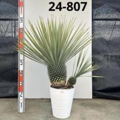 ユッカ ロストラータ【24-807】2頭株 超美形 シルバーブルー - メルカリ