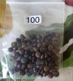 オペルクリカリア パキプス 100粒 25/11/19 入荷 - メルカリ