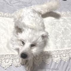 アートドール 白狼　ぬいぐるみ ハンドメイドのサムネイル