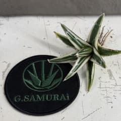 m*❗様 【アガベ チタノタ “精品氷山” 】G.SAMURAI産/BIGサイズ アガベ チタノタ“氷山”】White Rhino/純白/D-4 - メルカリ