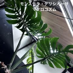 モンステラデリシオーサマクロコズム超希少系統鉢植え88㎝ - メルカリ