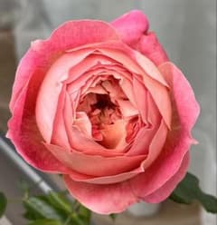 m75498082148_1.jpg?1764513977