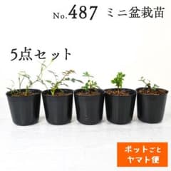 ポットごとヤマト便487】盆栽用苗5点セット - メルカリ