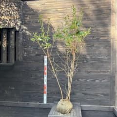 ヤクシマミツバツツジ/大株立ち【現品発送】管理70697 ヤクシマミツバツツジ/大株立ち【現品発送】管理70697 - メルカリ