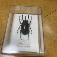 アトラスオオカブト(標本) - メルカリ