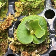 こ*こ様 ビカクシダ 胞子培養 リドレイドワーフシルベリー - メルカリ