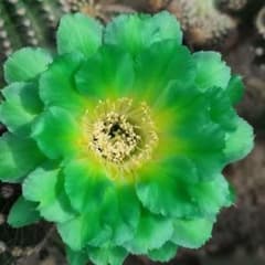 r140多肉植物 花サボテン 緑花緋花玉 (実生) - メルカリ