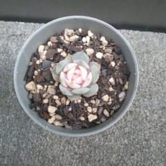 多肉植物 ローラ錦 カット苗G - メルカリ