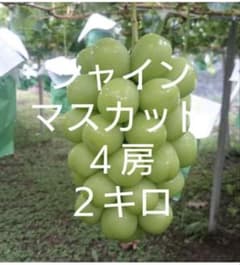 シャインマスカット　2キロ　4房のサムネイル