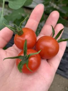 赤色ミニトマト、2キロ＋おまけも入れちゃいます!!セットのサムネイル