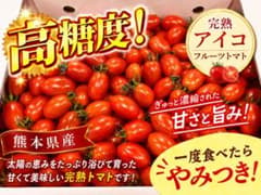 熊本県産 完熟アイコフルーツトマト 濃厚ミニトマトのサムネイル