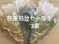 かすみ草　3束　在庫処分セール！のサムネイル