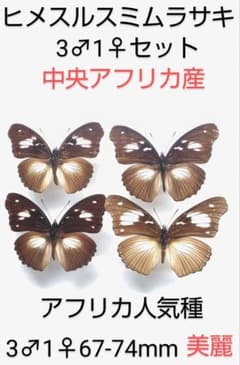 蝶標本】【蛾標本】ニシキオオツバメガ | Shop at Mercari from Japan