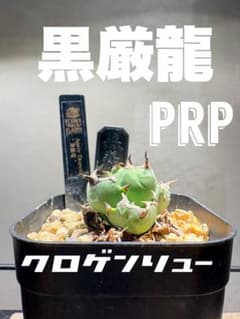 勇弥様 リクエスト 2点 まとめ商品のサムネイル