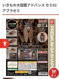 オンライン版 いきもの大図鑑アドバンス セミ02 リュウキュウアブラゼミ④のサムネイル