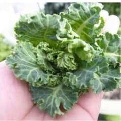 美味しい秋冬野菜 プランター栽培にも プチヴェール2苗のサムネイル