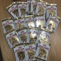 プードル　10ヶ月齢以上　ローフタイプのサムネイル