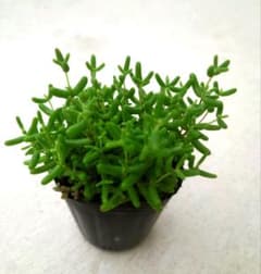 多肉植物 ドロサンテマムのサムネイル