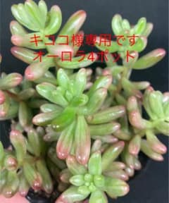オーロラ 4鉢のサムネイル