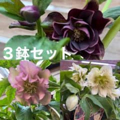 クリスマスローズ　八重咲き　ダブル　エレン　5号　3鉢セット　蕾多数　現物　Ｂ クリスマスローズ 八重咲き ダブル エレン 5号 3鉢セット 蕾多数 現物