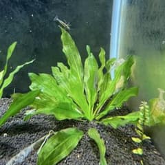 エキノドルスホレマニーグリーン座標軸1株 9番 - メルカリ