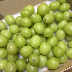 山梨産 シャインマスカット 1kg 朝採れ 甘いのサムネイル