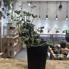 ペラルゴニウム・ミラビレ 塊根植物 冬型 現品 RP-0229 - メルカリ