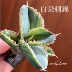 希少【匿名配送】①選抜 特大 アガべ チタノタ 白豪刺錦 TC - メルカリ