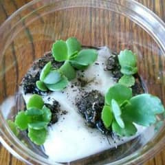 幸せいっぱい子宝草♪ コカブ☆のサムネイル