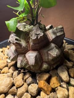 丸型良型】アフリカ亀甲竜 実生 幅7cm 将来有望 - メルカリ