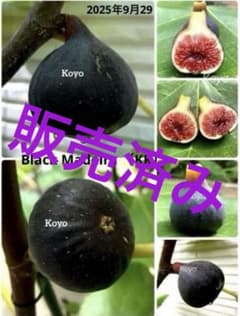 結実実績あり）いちじく苗木☆稀少種 Black Madeira (kk) - メルカリ