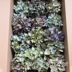 紫陽花ドライフラワー A11 大量 115サイズ 北海道産 秋色紫陽花 北海道産 秋色みなづきあじさい小輪パック ドライフラワー