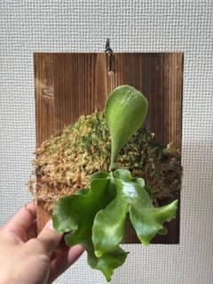 P.white gizmo ホワイトギズモ 法花園|mercariメルカリ官方指定廠商