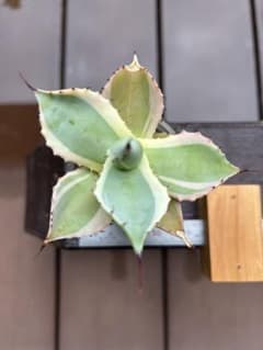 アガベ ポタトラムのサムネイル