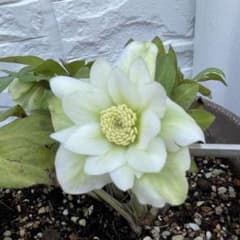 花 苗 クリスマスローズ 白 ダブル咲 株分け苗 - メルカリ