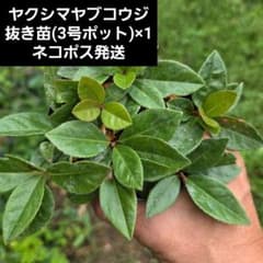 山野草・ヤマコウバシ苗！画像の苗お届けいたします。抜き苗メルカリ発送 ヤクシマヤブコウジ】山野草抜き苗 - メルカリ