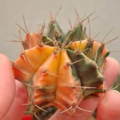 特価】ギムノカリキウム 緋牡丹錦 極上斑 - メルカリ