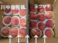 桃 川中島白桃 玉ウサギ 詰め合わせ 訳あり3キロ2箱のサムネイル