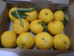 【岐阜県産】柚子 ゆず 1.1kg【農家自家消費用】のサムネイル