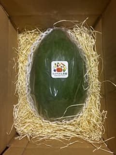 たけちゃん農園　初体験向け青パパイヤ900g〜1400g▶︎１玉　【熊本県産】のサムネイル