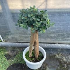 パンダガジュマル コパンダ接木 8号リン鉢 - メルカリ