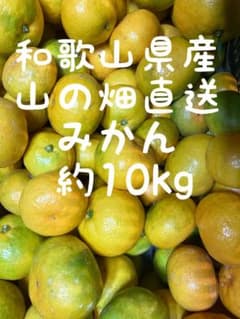 和歌山県産山の畑直送みかん　約10kgのサムネイル