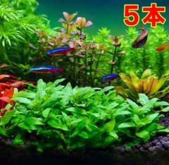 ストロギネレペンス【完全水中葉】5本 スネール無し 無農薬のサムネイル