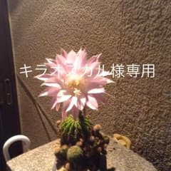 キラオスカル様専用のサムネイル