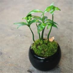 梛　抜き苗1株のサムネイル