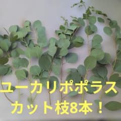 ユーカリポポラス カット枝 8本セット - メルカリ