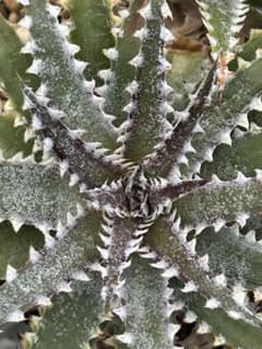 DBディッキア Dyckia Bill Baker hybrid #226 ⑵ - メルカリ